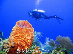 This is my good friend and the beautiful reef at 40 Point... by Michael Ehrlich 